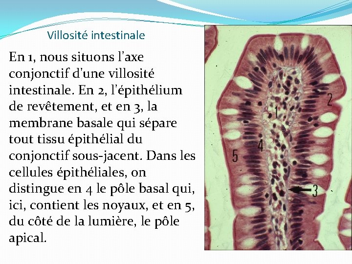 Villosité intestinale En 1, nous situons l'axe conjonctif d'une villosité intestinale. En 2, l'épithélium
