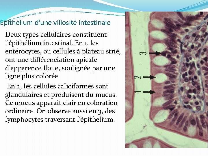 Epithélium d'une villosité intestinale Deux types cellulaires constituent l'épithélium intestinal. En 1, les entérocytes,