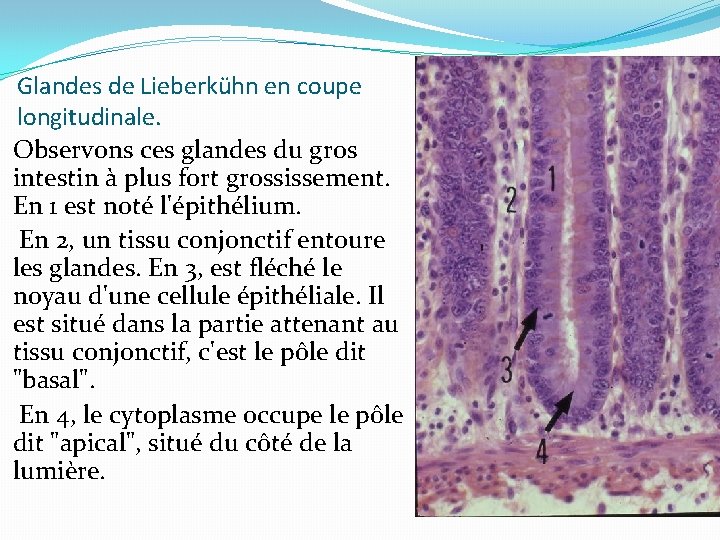 Glandes de Lieberkühn en coupe longitudinale. Observons ces glandes du gros intestin à plus