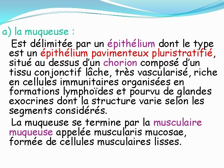 a) la muqueuse : Est délimitée par un épithélium dont le type est un