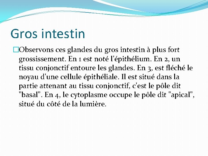 Gros intestin �Observons ces glandes du gros intestin à plus fort grossissement. En 1