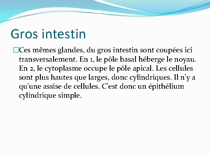 Gros intestin �Ces mêmes glandes, du gros intestin sont coupées ici transversalement. En 1,