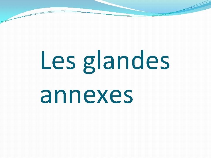 Les glandes annexes 