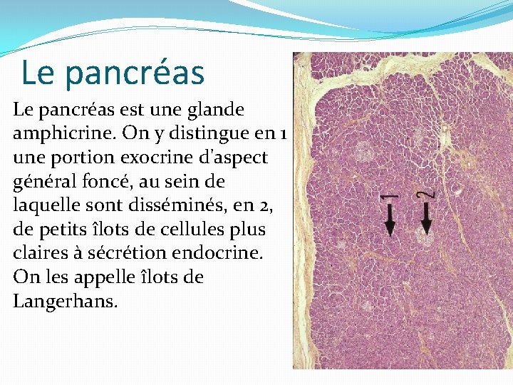 Le pancréas est une glande amphicrine. On y distingue en 1 une portion exocrine