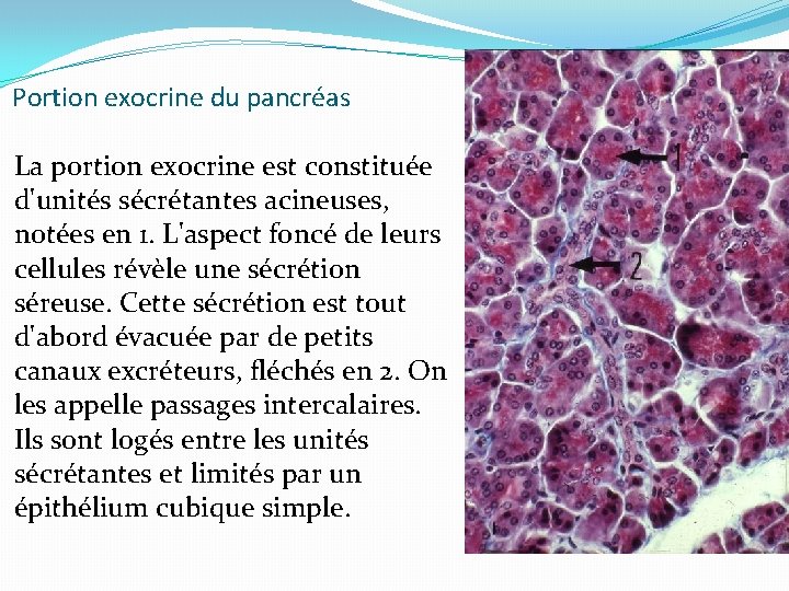Portion exocrine du pancréas La portion exocrine est constituée d'unités sécrétantes acineuses, notées en