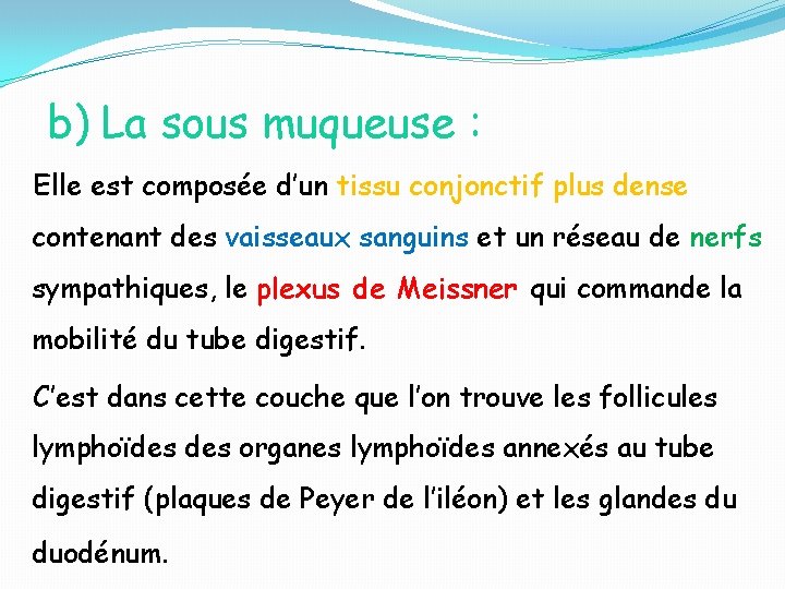 b) La sous muqueuse : Elle est composée d’un tissu conjonctif plus dense contenant