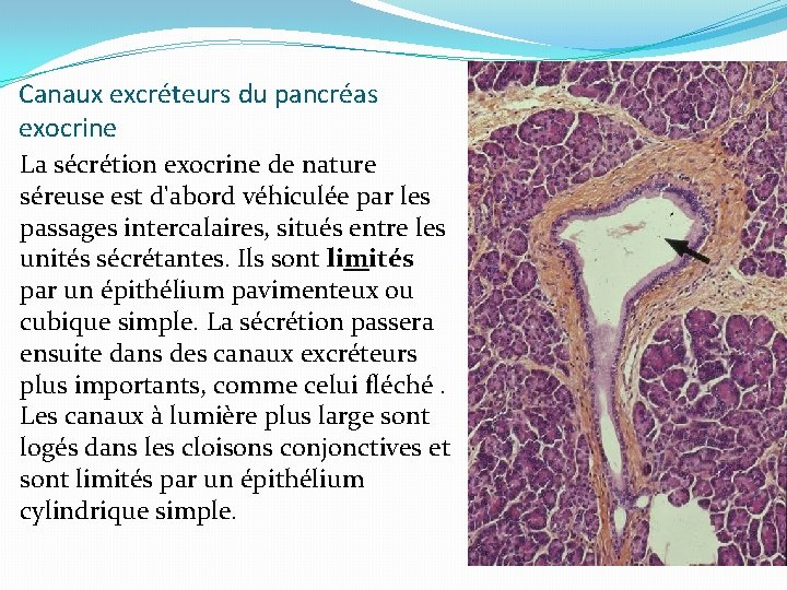 Canaux excréteurs du pancréas exocrine La sécrétion exocrine de nature séreuse est d'abord véhiculée