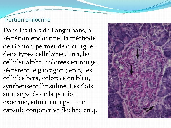 Portion endocrine Dans les îlots de Langerhans, à sécrétion endocrine, la méthode de Gomori