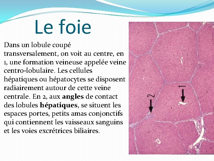 Le foie Dans un lobule coupé transversalement, on voit au centre, en 1, une