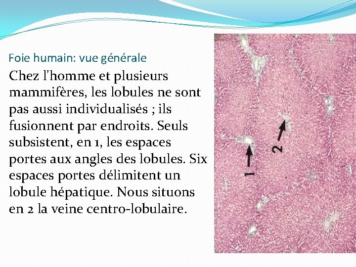 Foie humain: vue générale Chez l'homme et plusieurs mammifères, les lobules ne sont pas