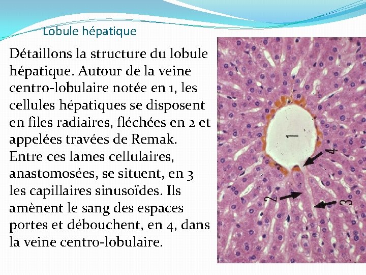 Lobule hépatique Détaillons la structure du lobule hépatique. Autour de la veine centro-lobulaire notée