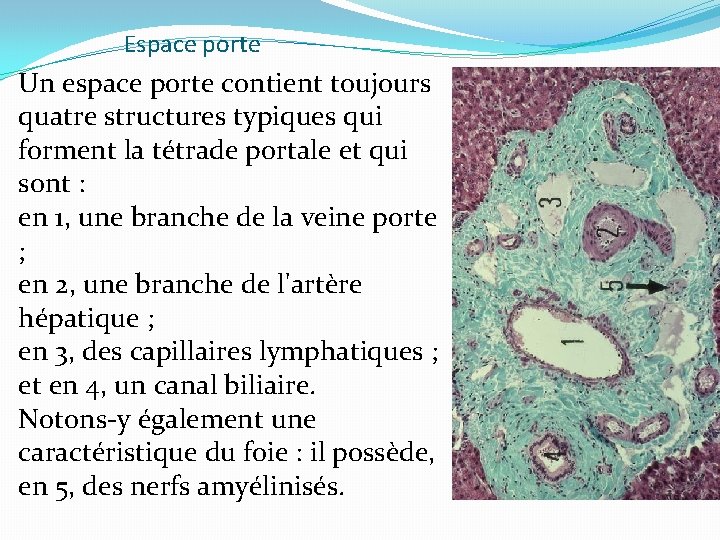 Espace porte Un espace porte contient toujours quatre structures typiques qui forment la tétrade