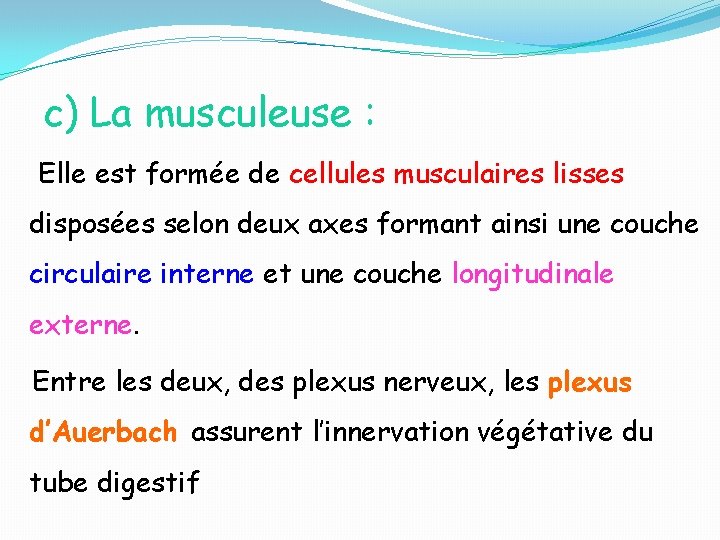 c) La musculeuse : Elle est formée de cellules musculaires lisses disposées selon deux