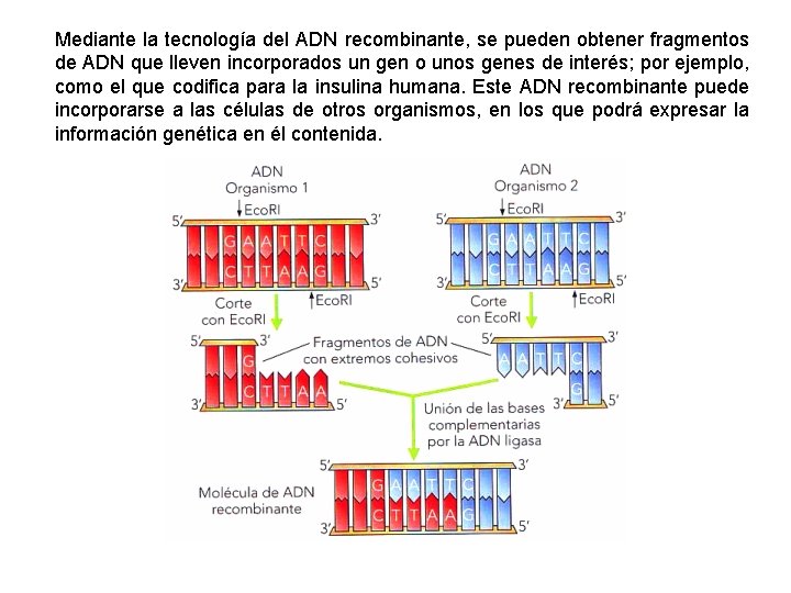 Mediante la tecnología del ADN recombinante, se pueden obtener fragmentos de ADN que lleven