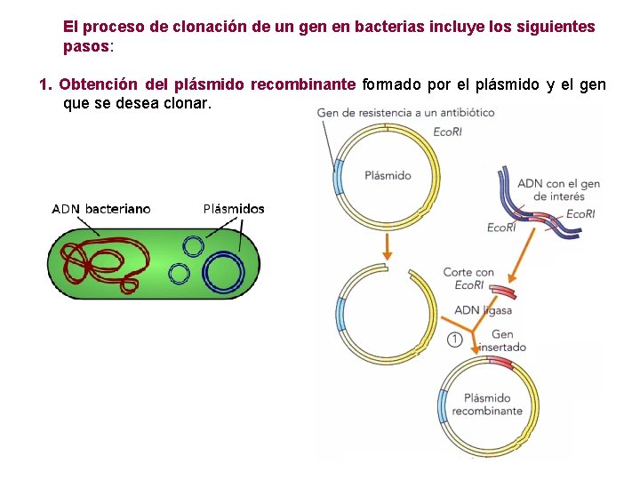 El proceso de clonación de un gen en bacterias incluye los siguientes pasos: 1.