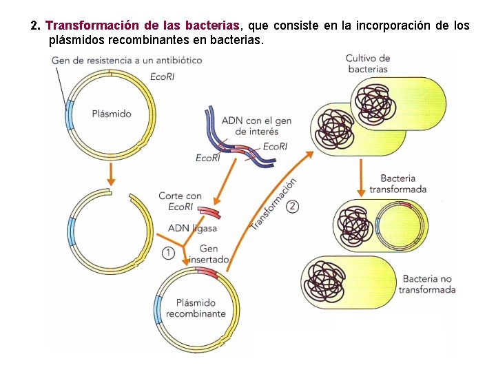 2. Transformación de las bacterias, que consiste en la incorporación de los plásmidos recombinantes