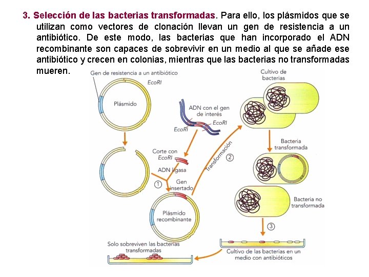 3. Selección de las bacterias transformadas. Para ello, los plásmidos que se utilizan como