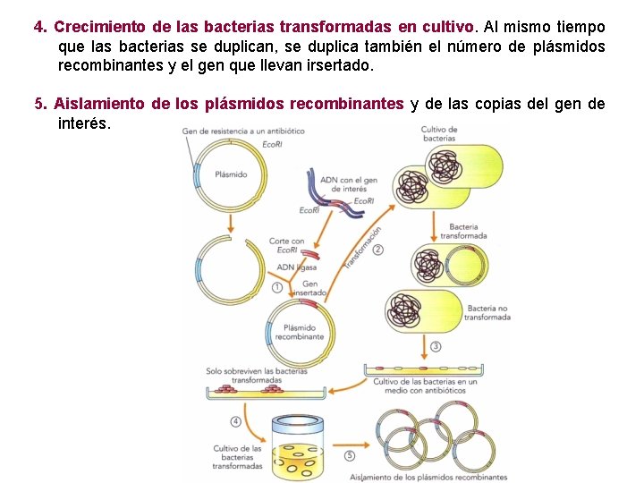 4. Crecimiento de las bacterias transformadas en cultivo. Al mismo tiempo que las bacterias
