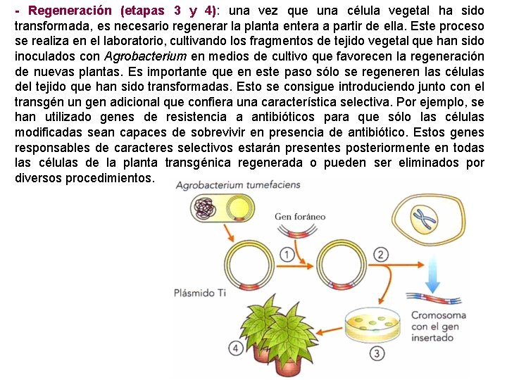 - Regeneración (etapas 3 y 4): una vez que una célula vegetal ha sido