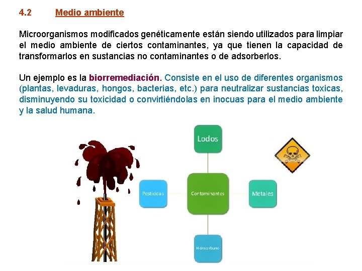 4. 2 Medio ambiente Microorganismos modificados genéticamente están siendo utilizados para limpiar el medio