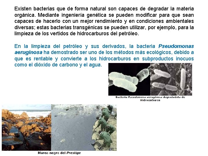 Existen bacterias que de forma natural son capaces de degradar la materia orgánica. Mediante