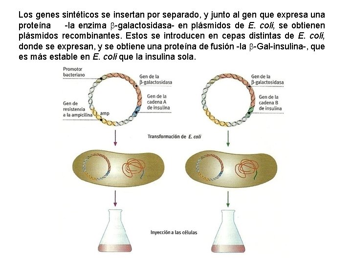 Los genes sintéticos se insertan por separado, y junto al gen que expresa una