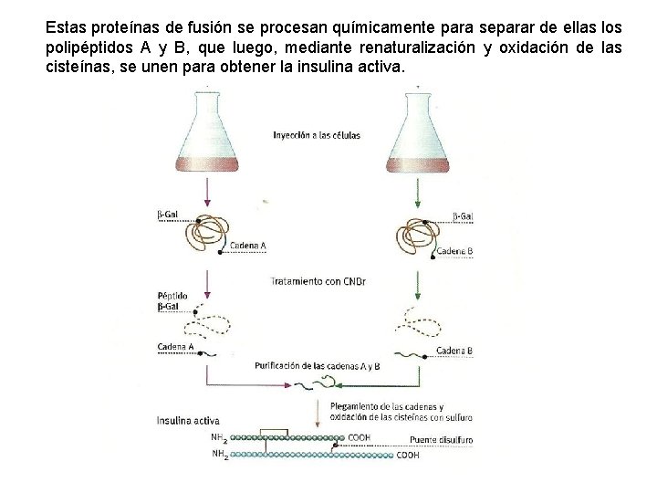 Estas proteínas de fusión se procesan químicamente para separar de ellas los polipéptidos A