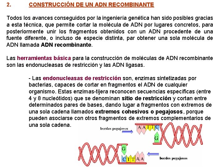 2. CONSTRUCCIÓN DE UN ADN RECOMBINANTE Todos los avances conseguidos por la ingeniería genética