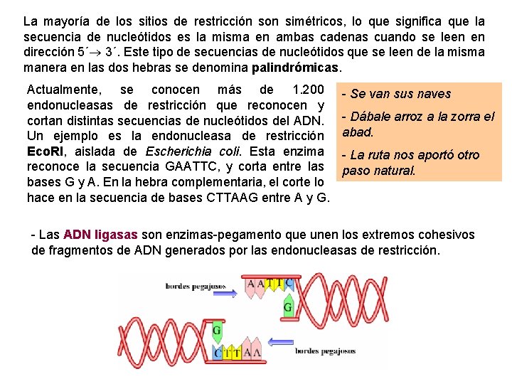 La mayoría de los sitios de restricción son simétricos, lo que significa que la