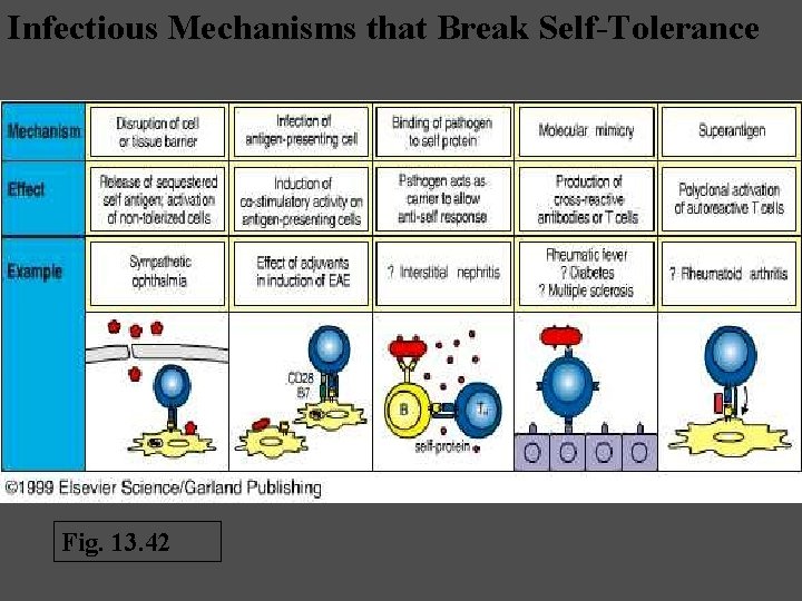 Infectious Mechanisms that Break Self-Tolerance Fig. 13. 42 