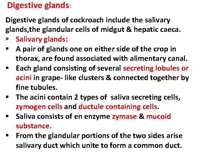 Digestive glands: Digestive glands of cockroach include the salivary glands, the glandular cells of