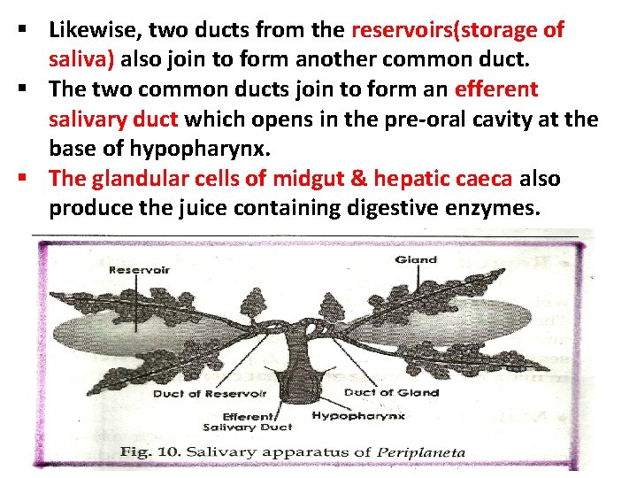 § Likewise, two ducts from the reservoirs(storage of saliva) also join to form another