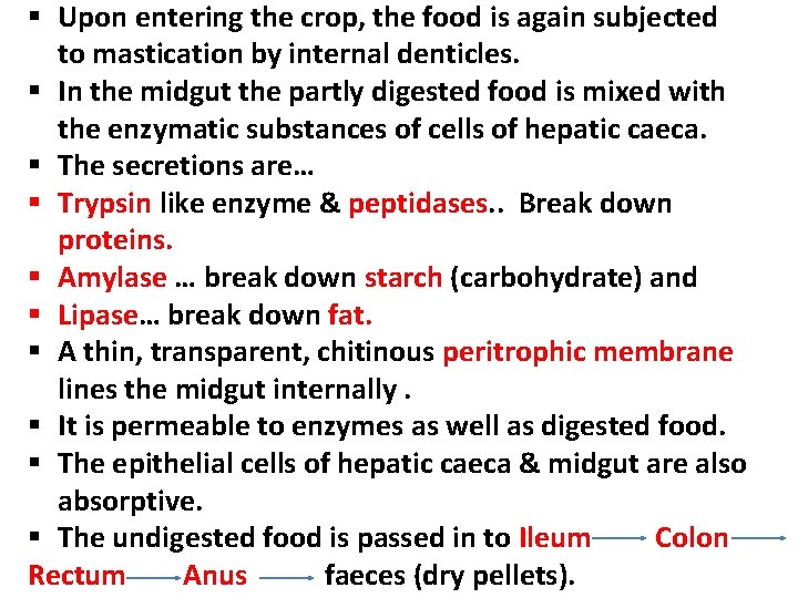 § Upon entering the crop, the food is again subjected to mastication by internal