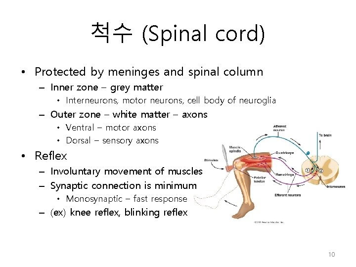 척수 (Spinal cord) • Protected by meninges and spinal column – Inner zone –