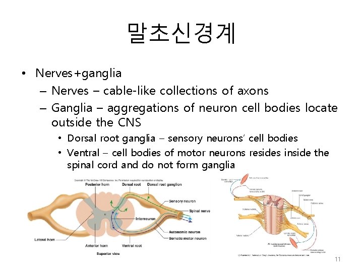 말초신경계 • Nerves+ganglia – Nerves – cable-like collections of axons – Ganglia – aggregations
