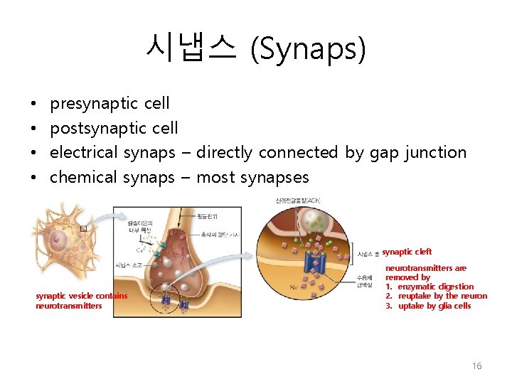 시냅스 (Synaps) • • presynaptic cell postsynaptic cell electrical synaps – directly connected by