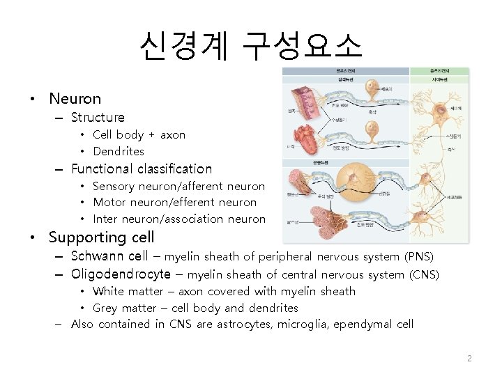 신경계 구성요소 • Neuron – Structure • Cell body + axon • Dendrites –