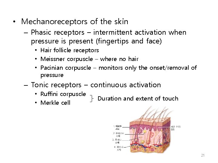  • Mechanoreceptors of the skin – Phasic receptors – intermittent activation when pressure