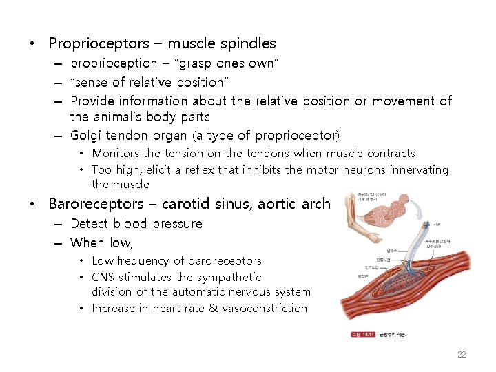  • Proprioceptors – muscle spindles – proprioception – “grasp ones own” – “sense