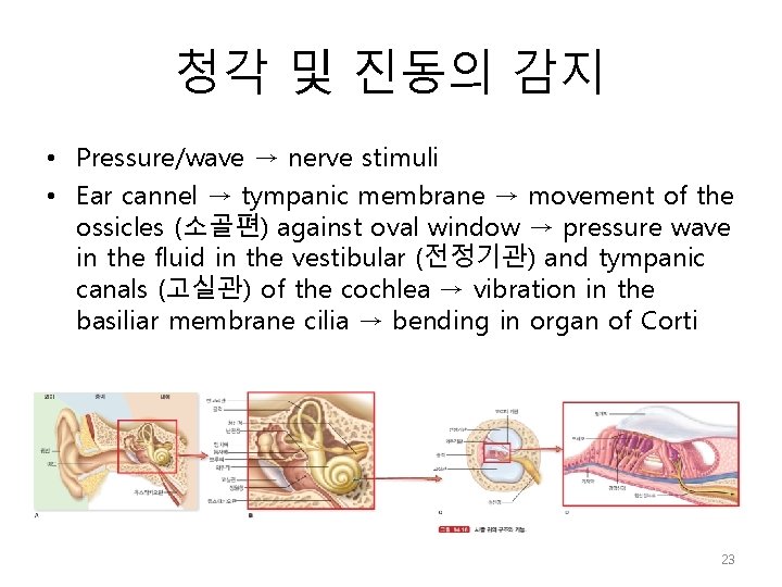 청각 및 진동의 감지 • Pressure/wave → nerve stimuli • Ear cannel → tympanic