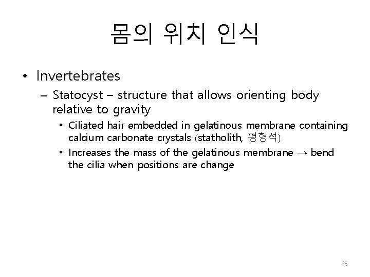 몸의 위치 인식 • Invertebrates – Statocyst – structure that allows orienting body relative