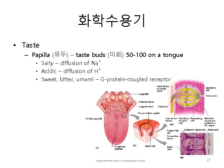 화학수용기 • Taste – Papilla (유두) – taste buds (미뢰) 50 -100 on a