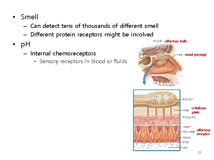  • Smell – Can detect tens of thousands of different smell – Different
