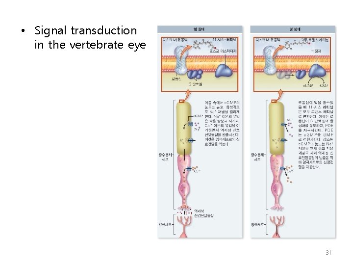  • Signal transduction in the vertebrate eye 31 