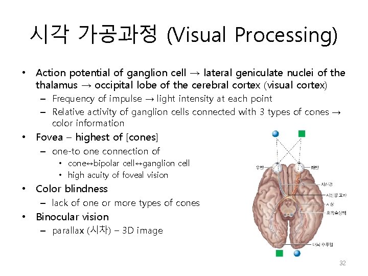 시각 가공과정 (Visual Processing) • Action potential of ganglion cell → lateral geniculate nuclei