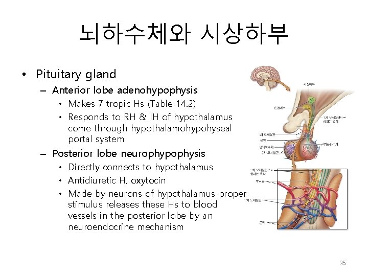 뇌하수체와 시상하부 • Pituitary gland – Anterior lobe adenohypophysis • Makes 7 tropic Hs
