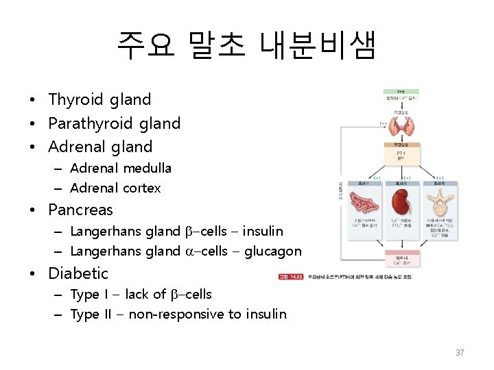 주요 말초 내분비샘 • Thyroid gland • Parathyroid gland • Adrenal gland – Adrenal