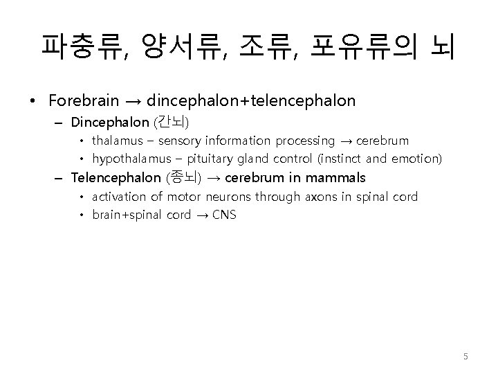 파충류, 양서류, 조류, 포유류의 뇌 • Forebrain → dincephalon+telencephalon – Dincephalon (간뇌) • thalamus