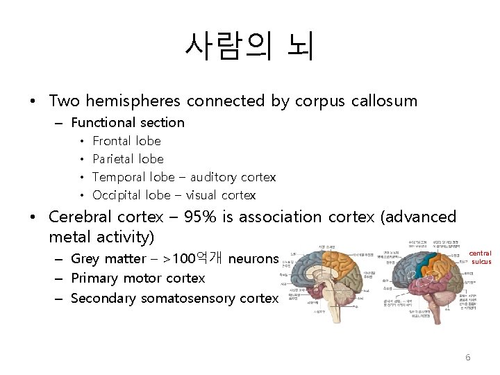 사람의 뇌 • Two hemispheres connected by corpus callosum – Functional section • •
