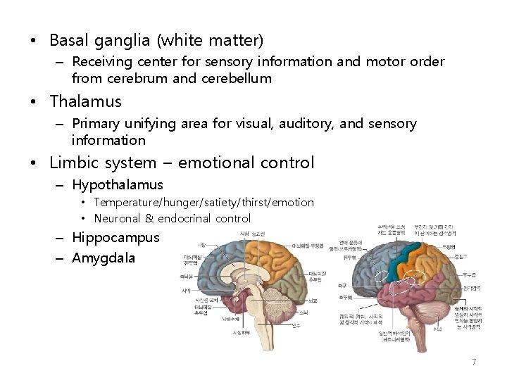  • Basal ganglia (white matter) – Receiving center for sensory information and motor